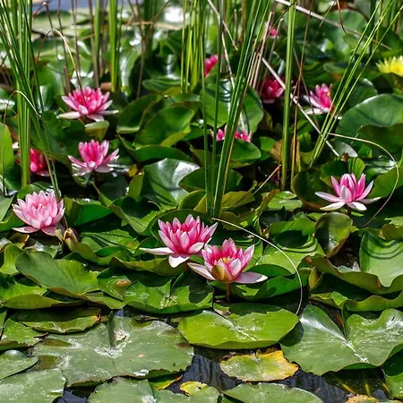 Πανσιόν Paskom Lajoskomárom