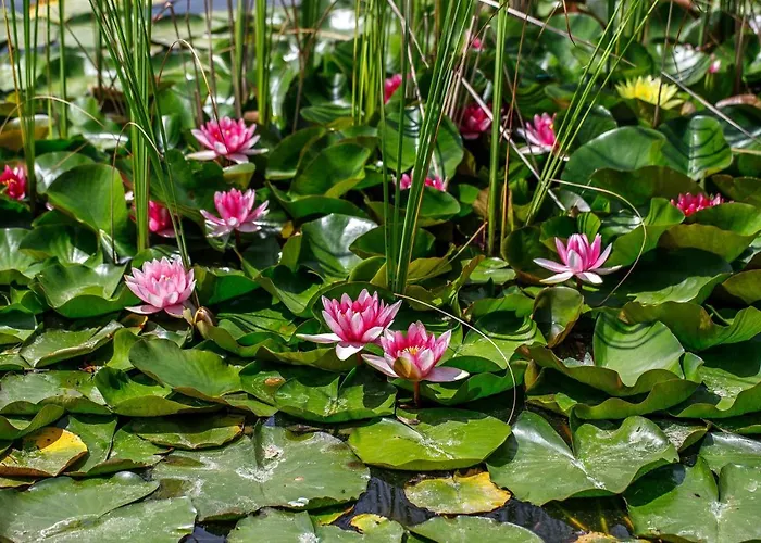 招待所 Paskom Lajoskomárom